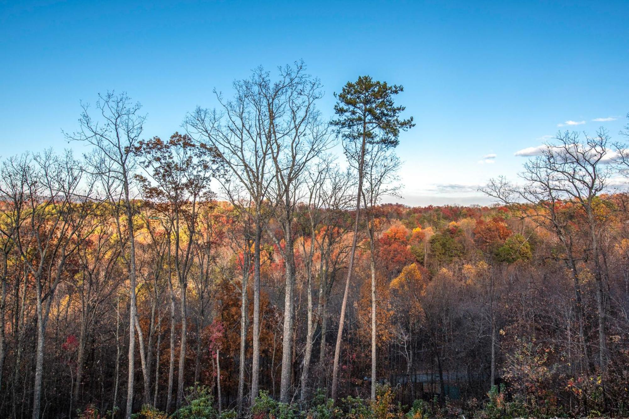 Вілла The Treetop Sanctuary Сев'єрвілл Екстер'єр фото